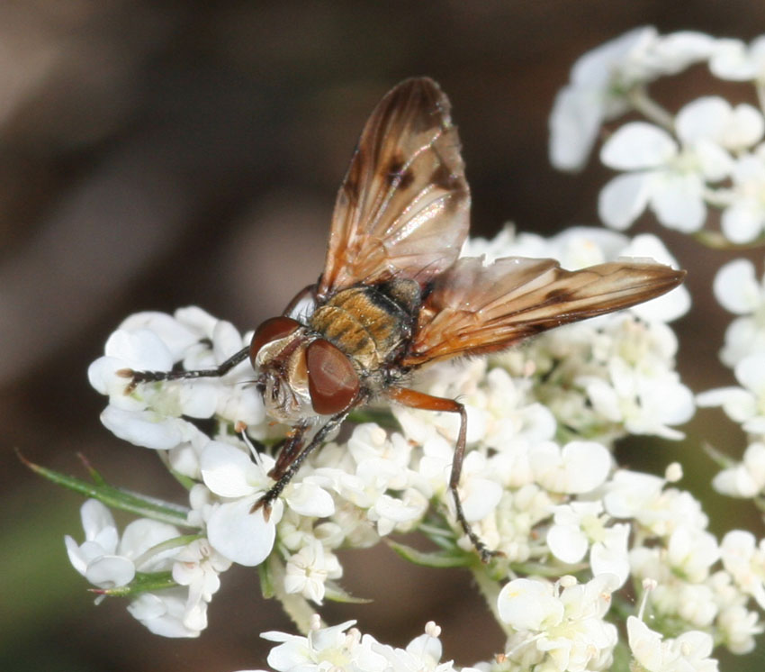 Ectophasia oblonga
